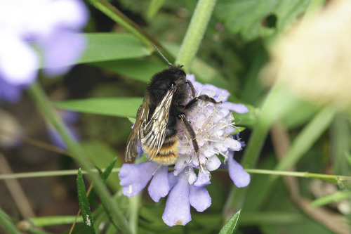 Korean Cuckoo Bumble bee