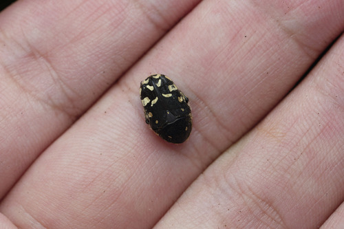 Blue Flower Chafer