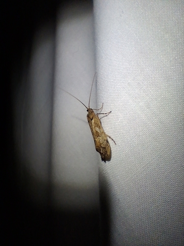 Mottled Sedge