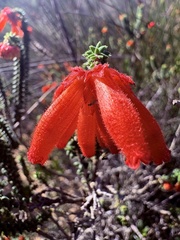 Erica cerinthoides, photograph (c) Christina, some rights reserved (CC BY)