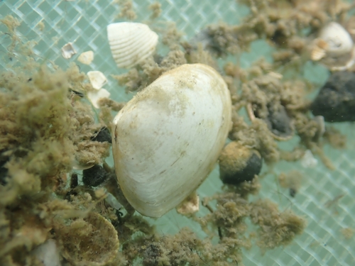 Macomopsis cumana observed 2026-08-29