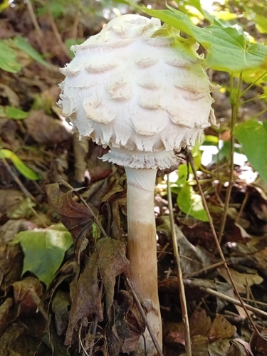 Shaggy Parasol