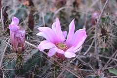 Echinocereus berlandieri