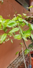 Dalbergia odorifera