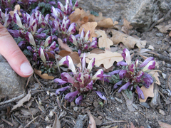 Pedicularis centranthera