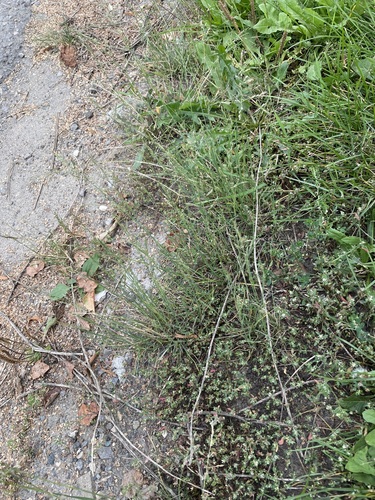Puccinellia distans, photograph 6