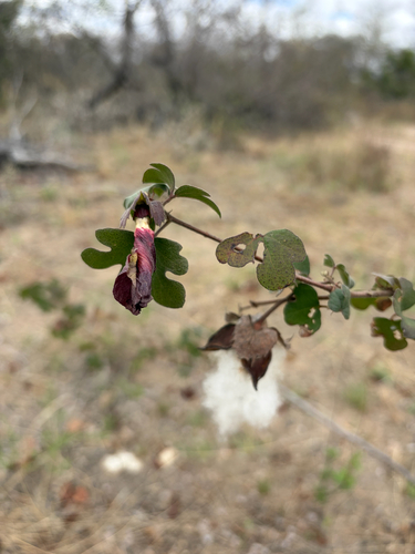 Gossypium herbaceum, photograph 2