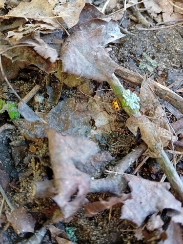 Asian Lady Beetle