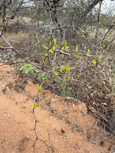Ziziphus mucronata, photograph 5