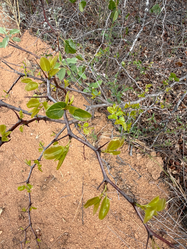 Ziziphus mucronata, photograph 4
