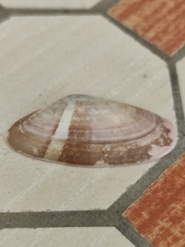 Donax variegatus, 2026-08-31