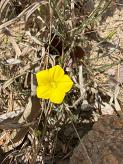 Xenostegia tridentata, photograph (c) Rebecca Ryen-Stols, some rights reserved (CC BY-SA)