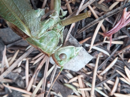 Great Green Bush-cricket