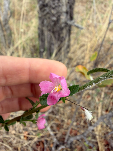 Hibiscus micranthus, photograph 6