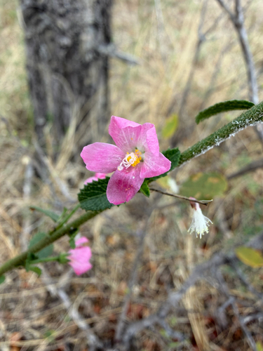 Hibiscus micranthus, photograph 5