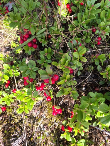 Lingonberry
