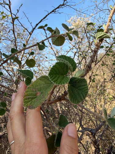 Grewia villosa, photograph 4