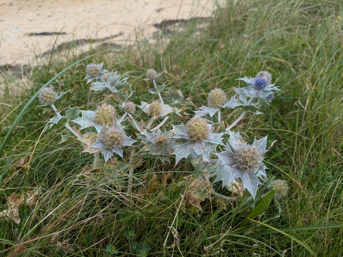 Sea Holly