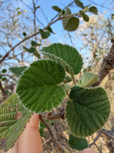Grewia villosa, photograph 3