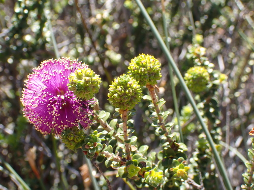 Melaleuca porphyrocephala, 2026-08-30