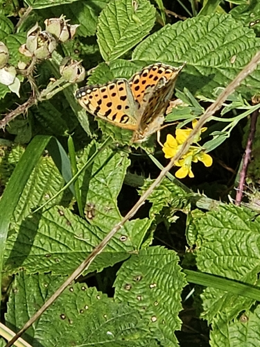 Queen of Spain Fritillary