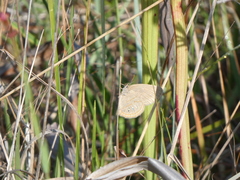 Neonympha areolatus