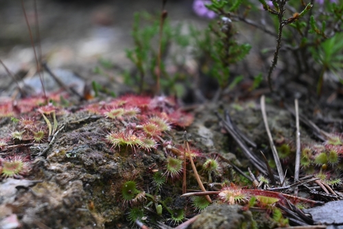 round-leaved sundew