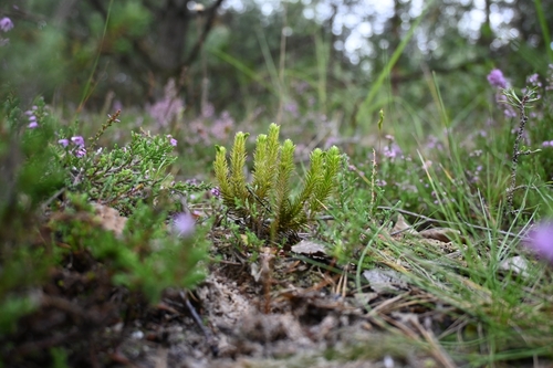 northern firmoss