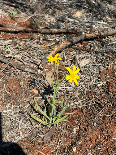 Fleshy Groundsel