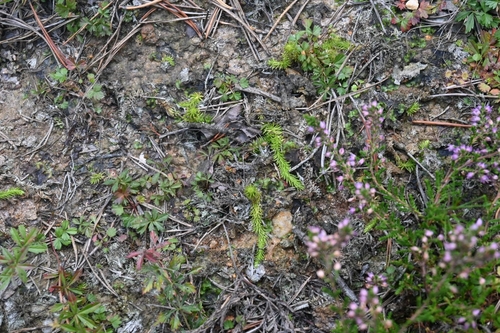 inundated bog clubmoss