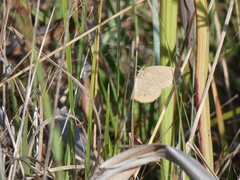 Neonympha areolatus