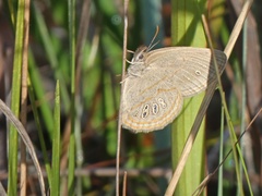 Neonympha areolatus