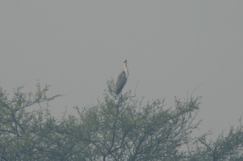 iNaturalist image