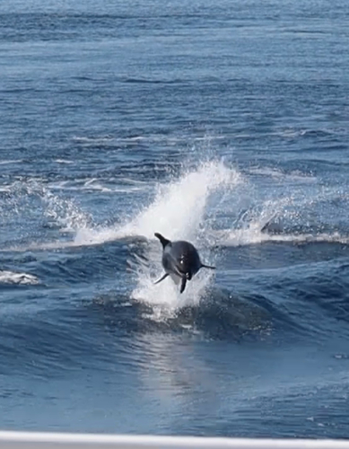 Common Bottlenose Dolphin observed by carnegiecoop