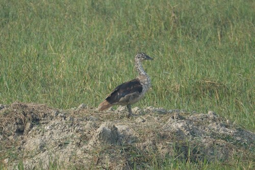 iNaturalist image