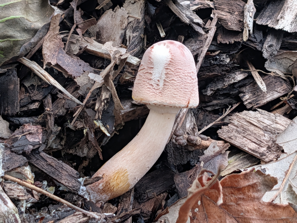 reddening lepiota · August 2026 · photo: Photo: (c) Bryan Rennick, some rights reserved (CC BY) · iNaturalist