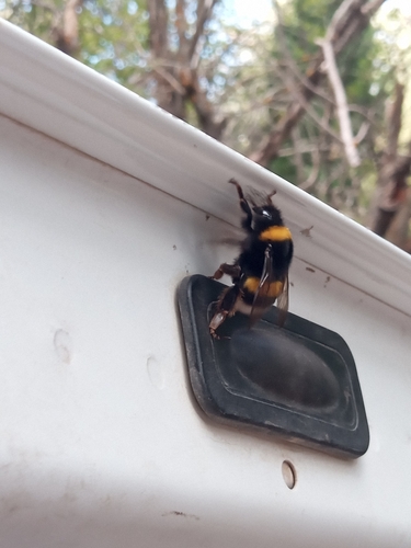 Buff-tailed Bumble Bee