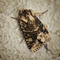 Lacinipolia olivacea