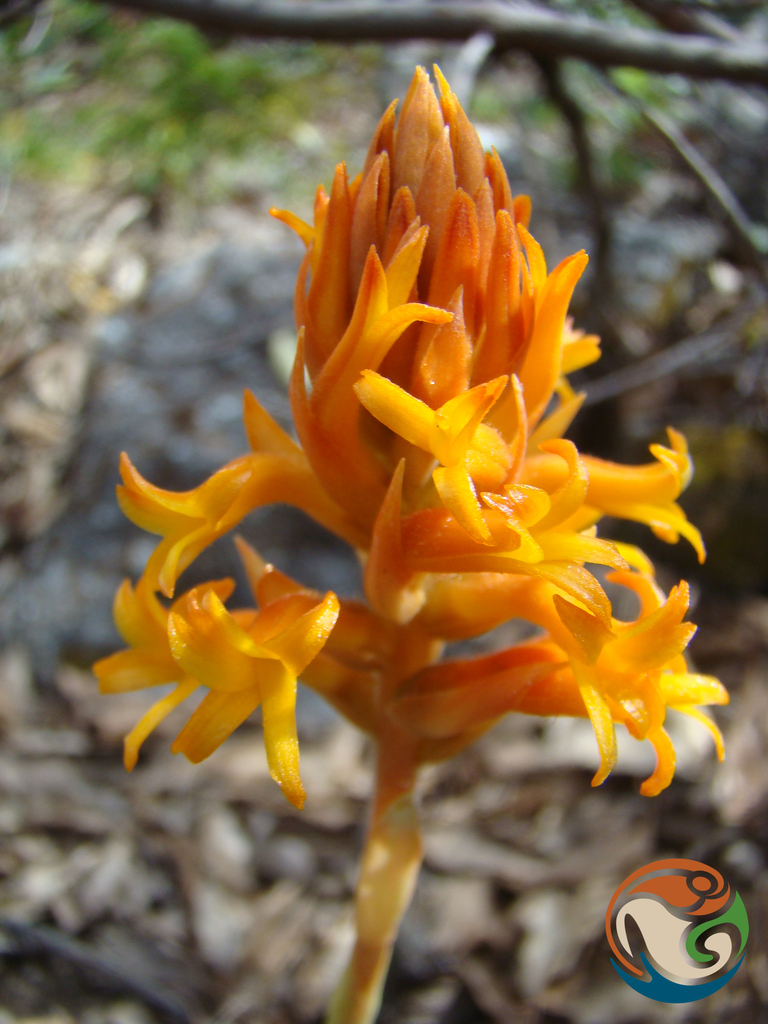 Dichromanthus cinnabarinus