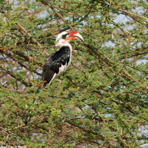 Von der Decken's Hornbill
