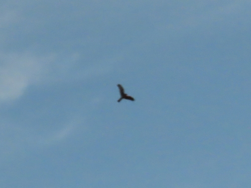 Northern Harrier