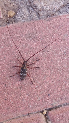 Black Pine Sawyer Beetle