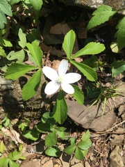 Anemonoides quinquefolia