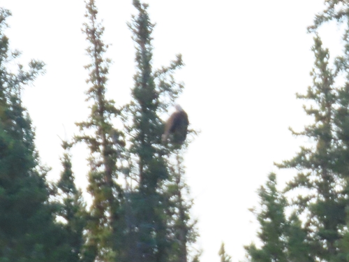 Bald Eagle