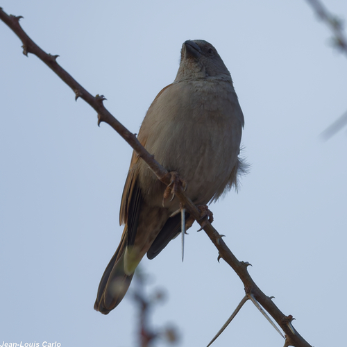 Parrot-billed Sparrow