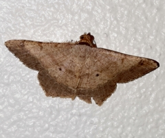 Psamatodes pernicata