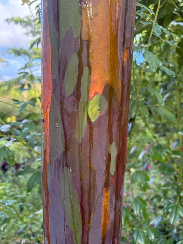 Eucalyptus deglupta observed 2026-08-28