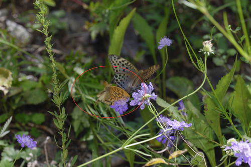 Silver-washed Fritillary