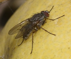 Muscidae