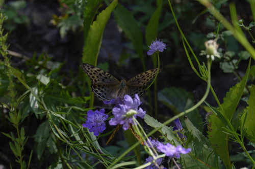 Argynnis zenobia